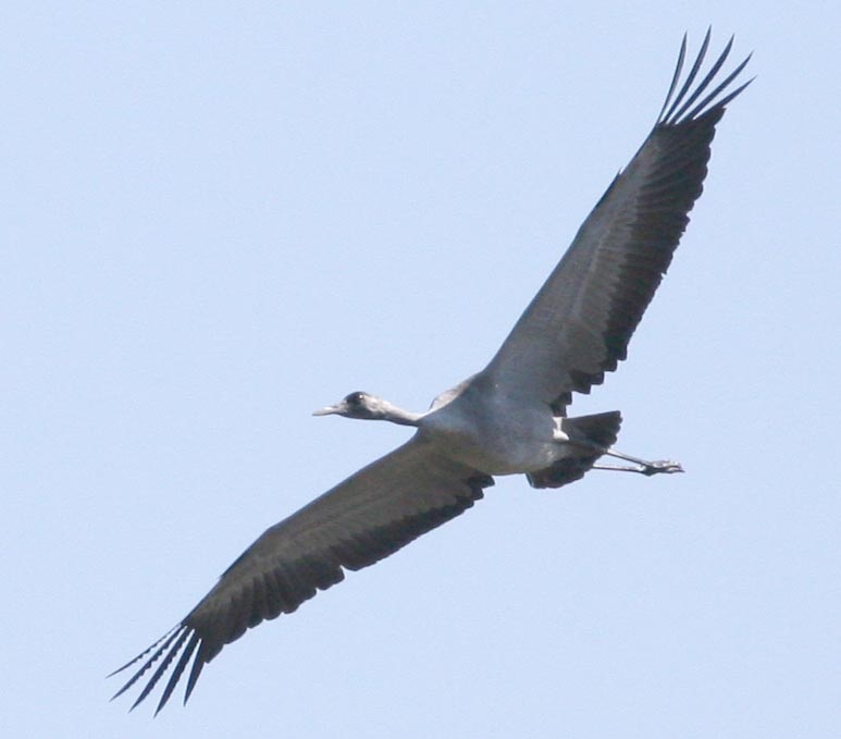   Grus grus Common Crane