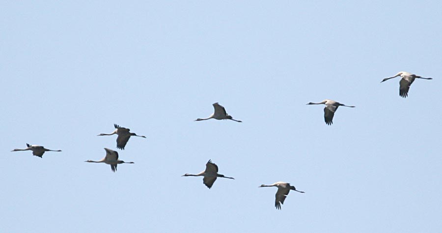   Grus grus Common Crane