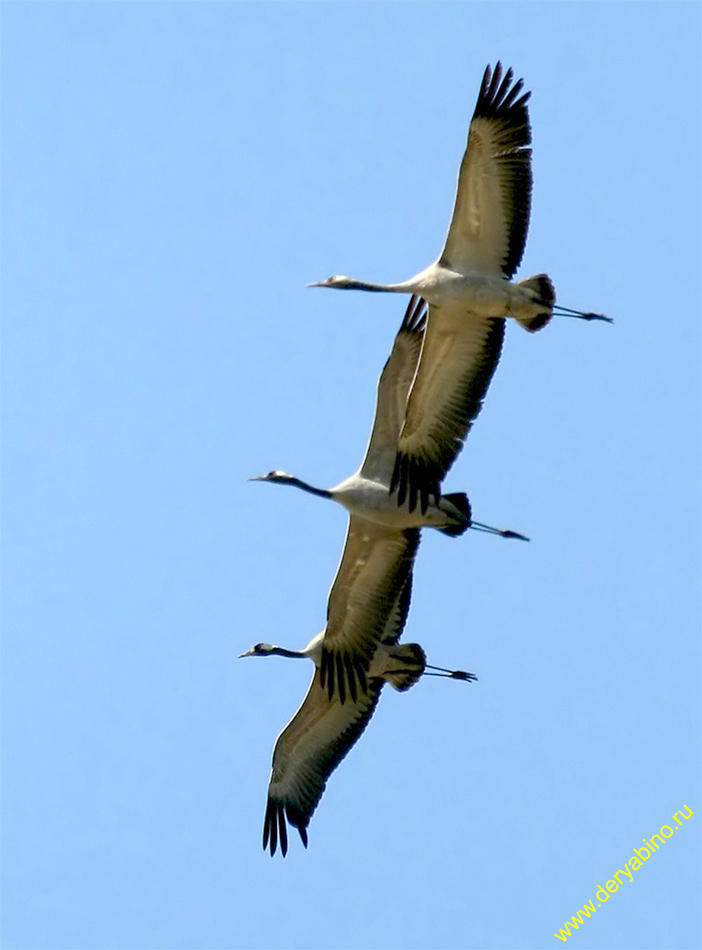   Grus grus Common Crane