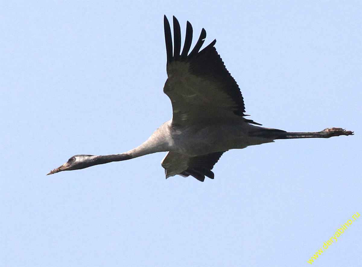   Grus grus Common Crane