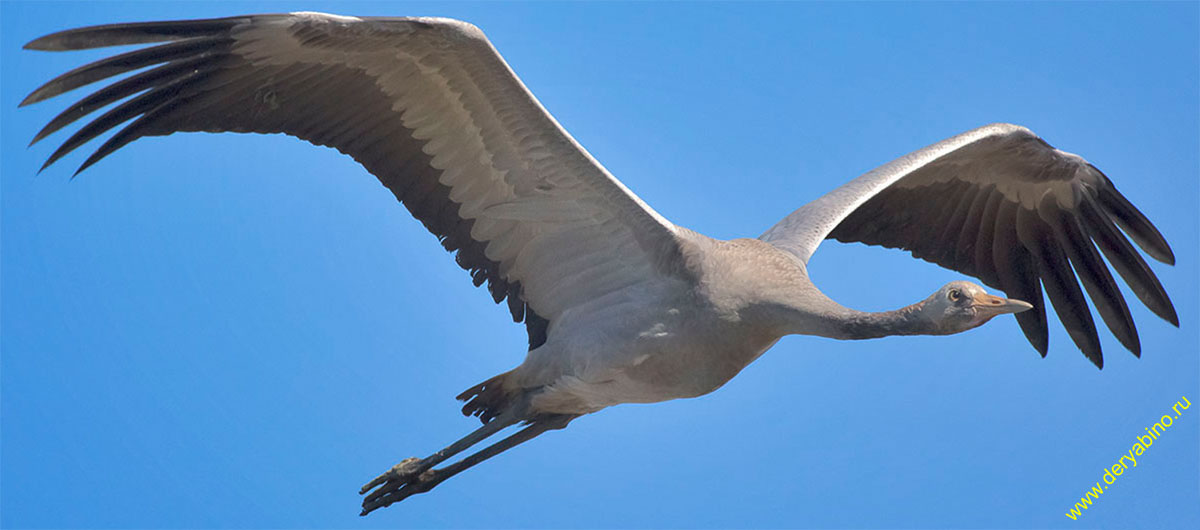   Grus grus Common Crane