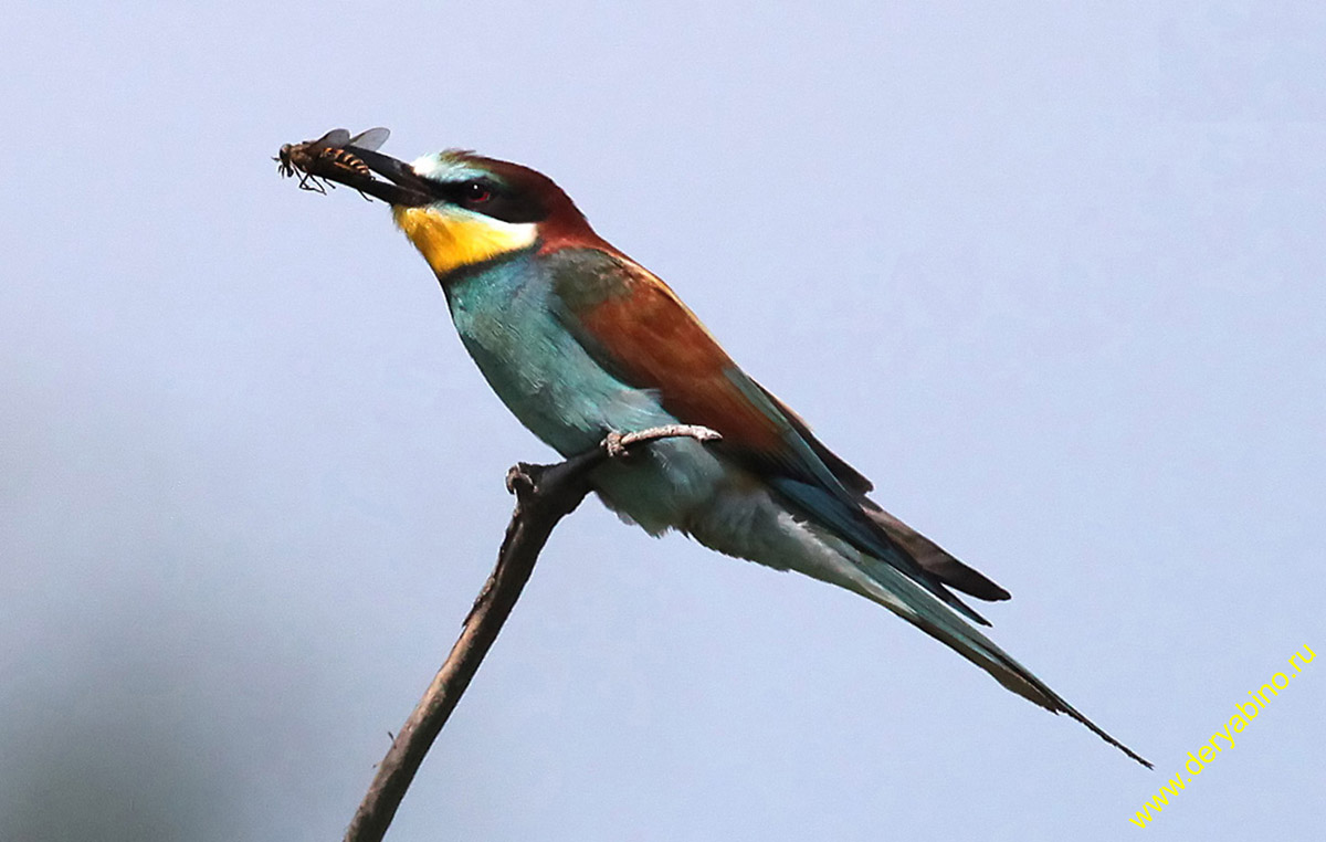   Merops apiaster European Bee-eater