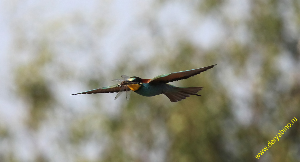   Merops apiaster European Bee-eater