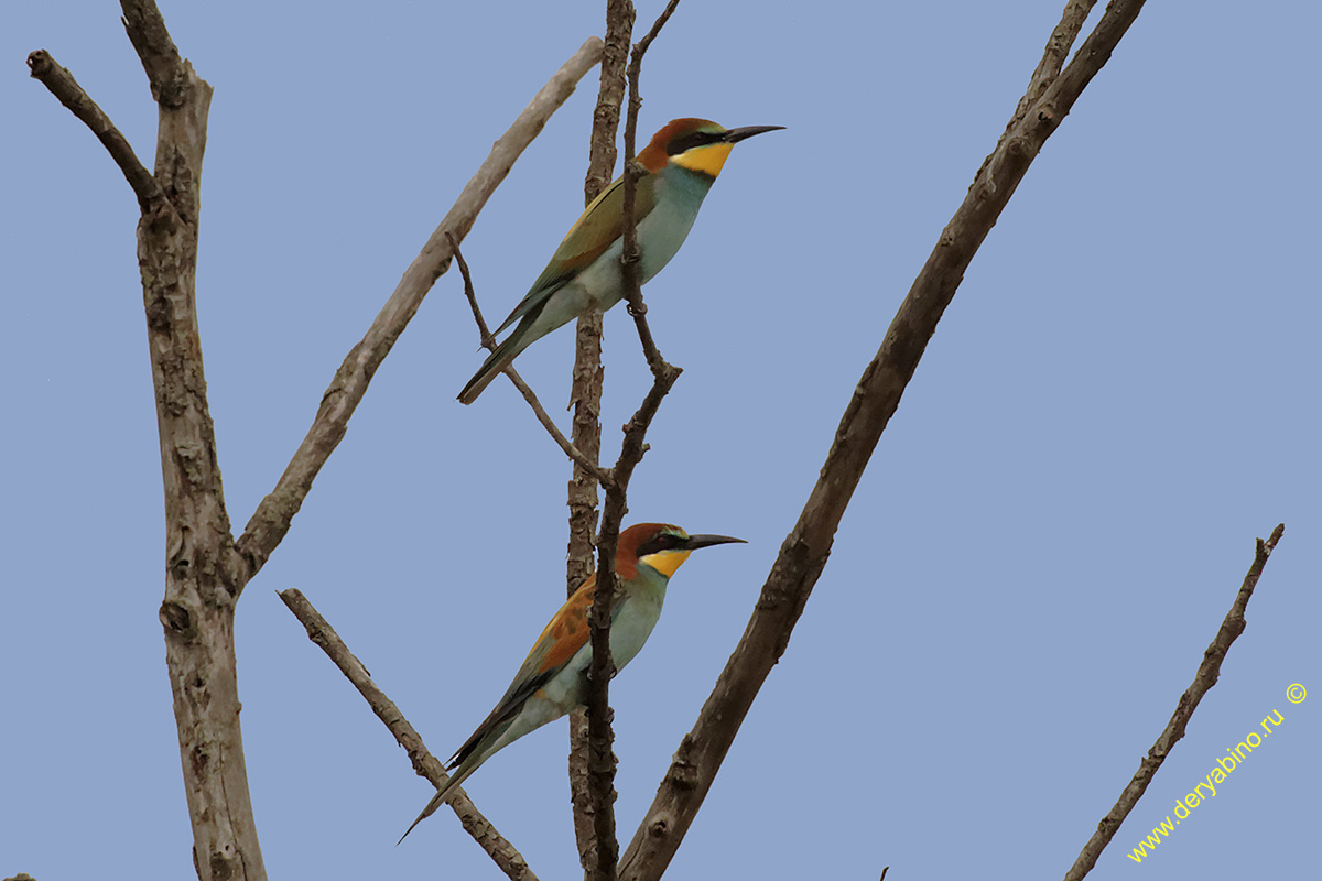   Merops apiaster European Bee-eater