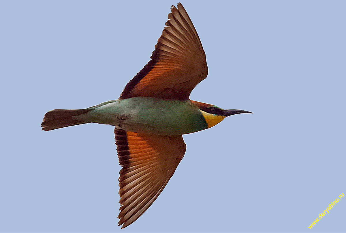   Merops apiaster European Bee-eater