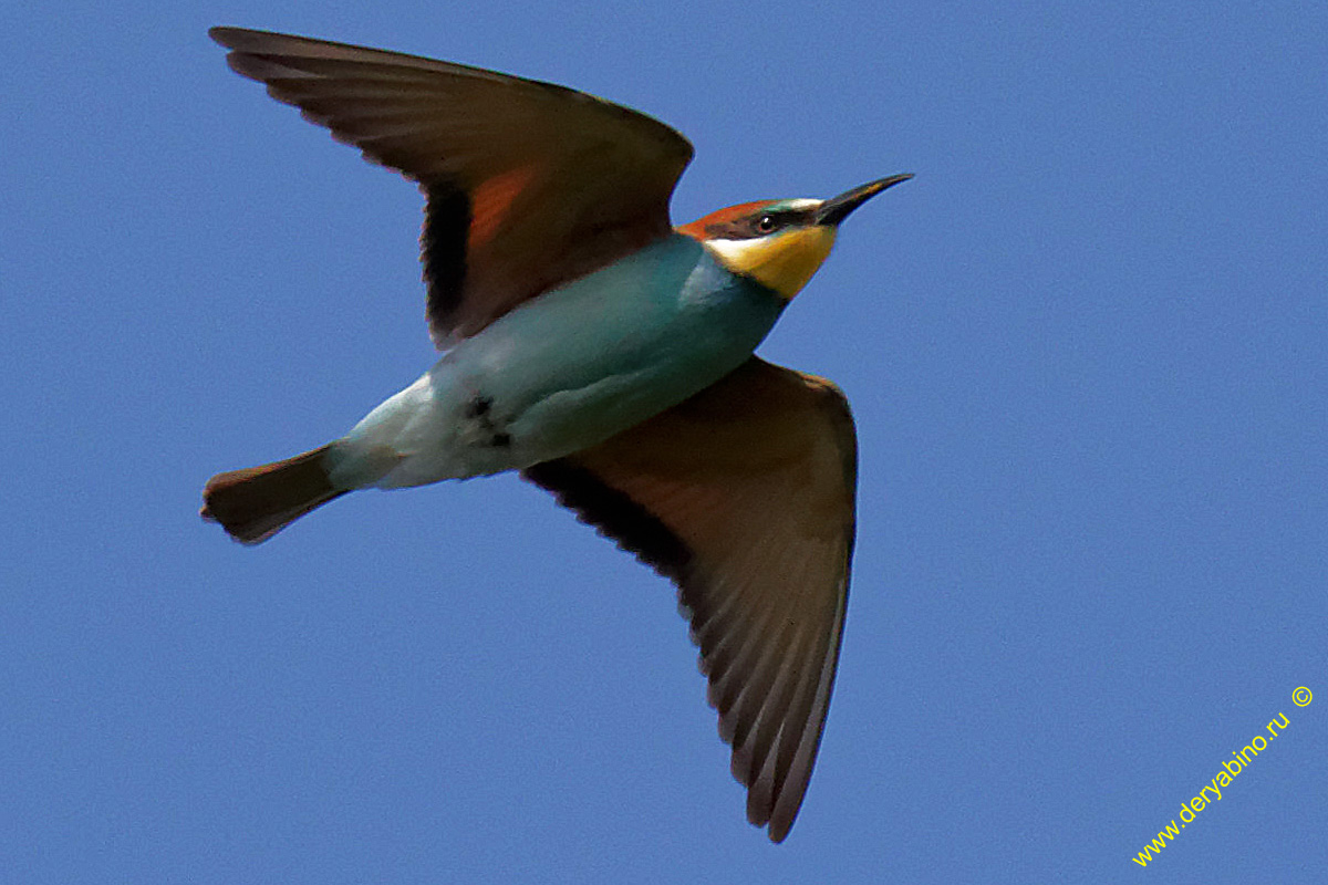   Merops apiaster European Bee-eater