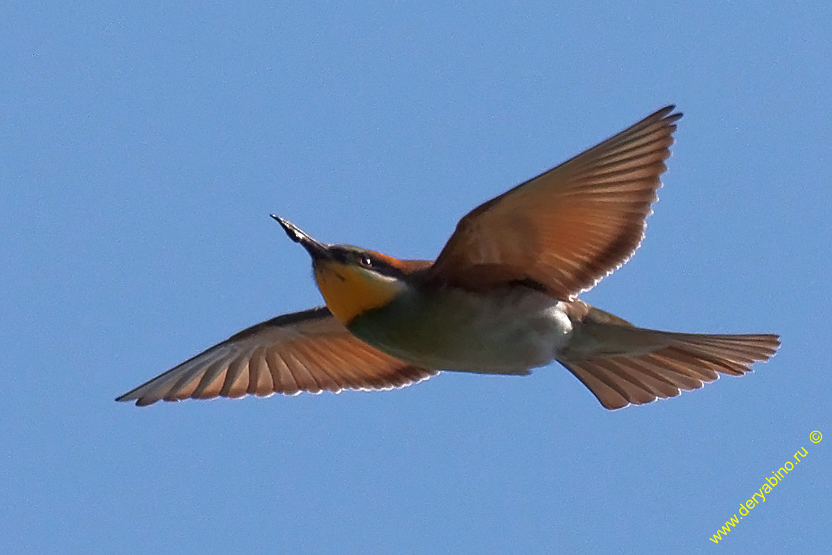   Merops apiaster European Bee-eater