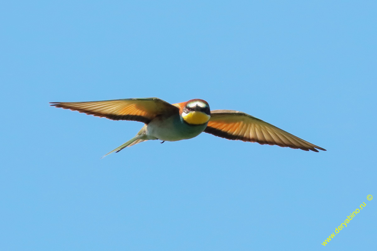   Merops apiaster European Bee-eater