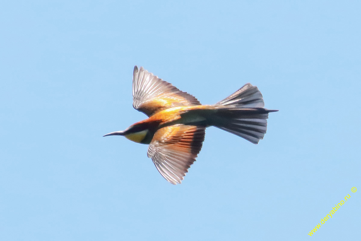   Merops apiaster European Bee-eater