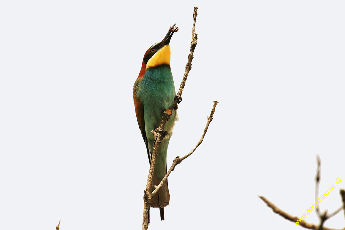   Merops apiaster European Bee-eater