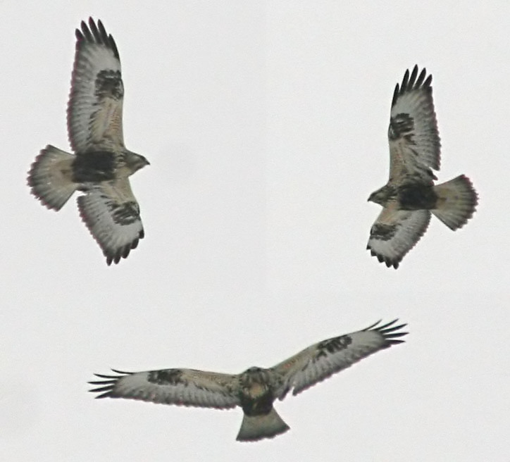  Buteo lagopus Rough-legged Buzzard