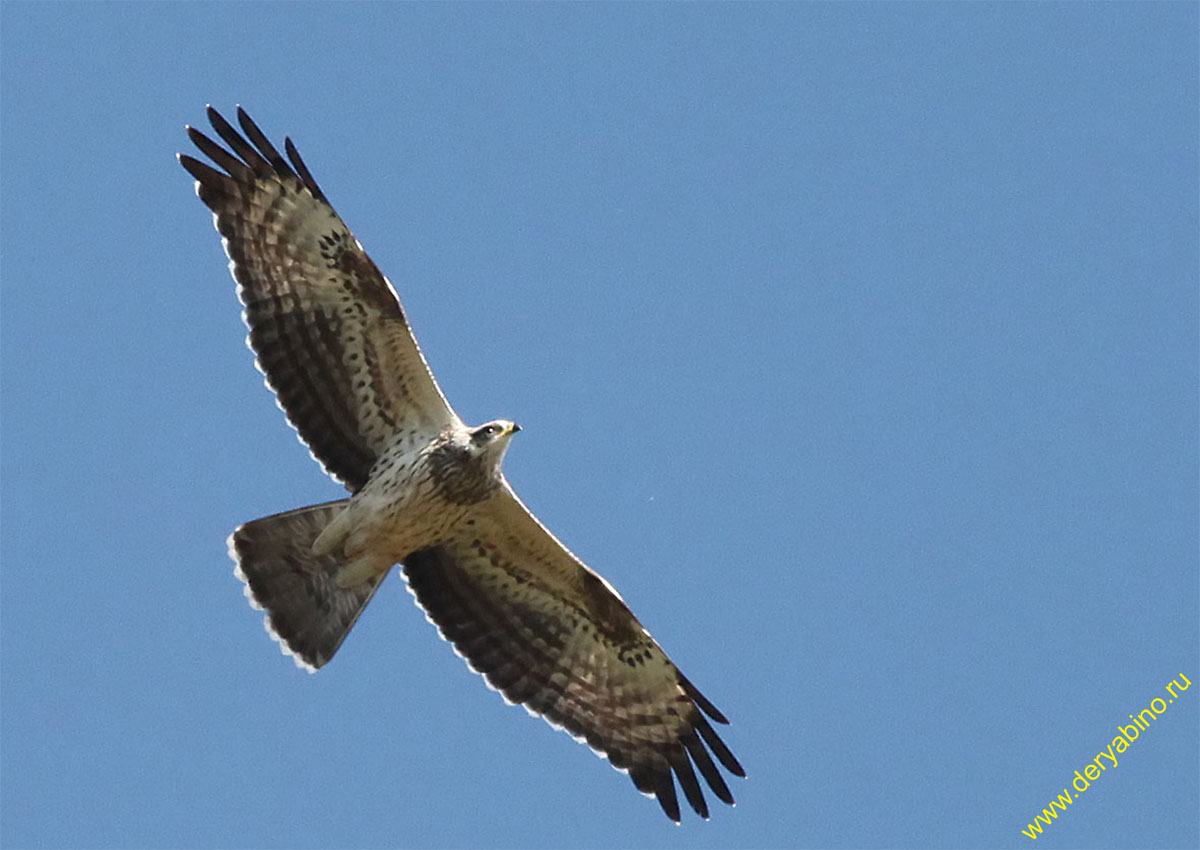  Buteo lagopus Rough-legged Buzzard