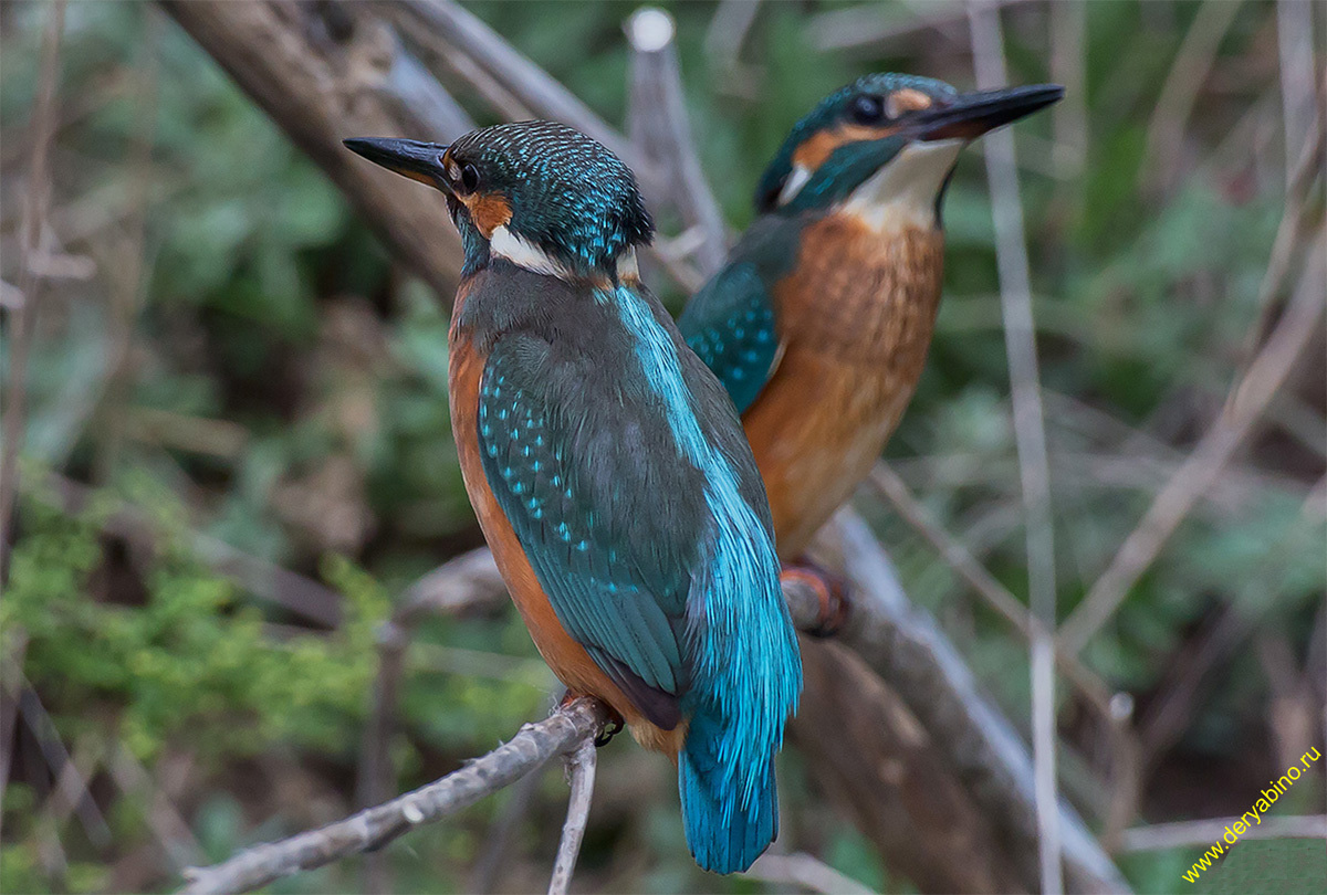  Alcedo atthis Common Kingfisher