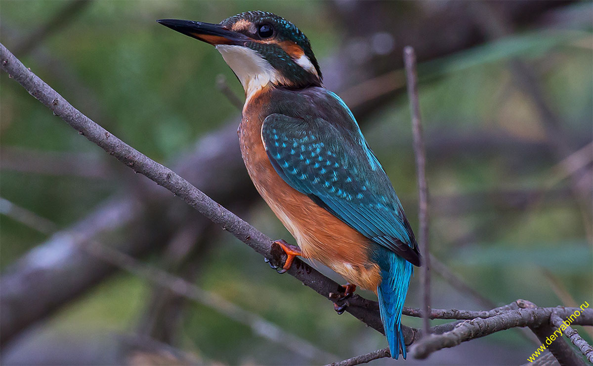  Alcedo atthis Common Kingfisher