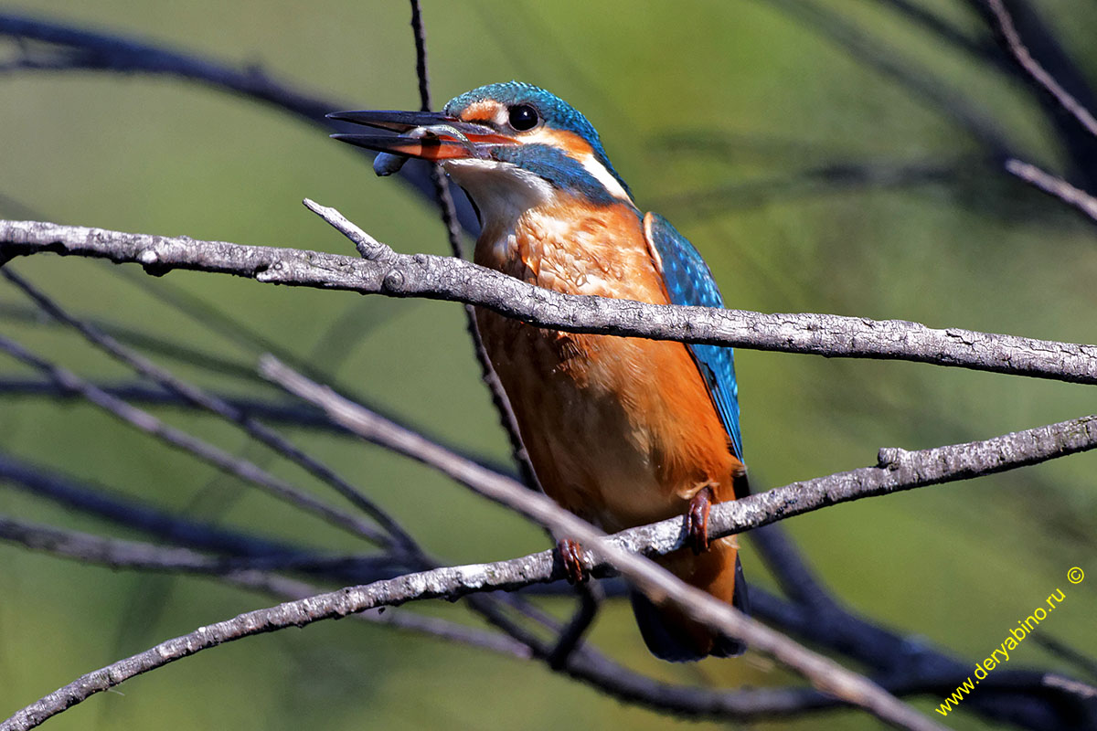  Alcedo atthis Common Kingfisher