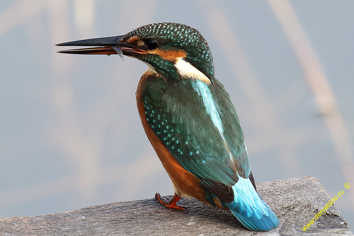  Alcedo atthis Common Kingfisher