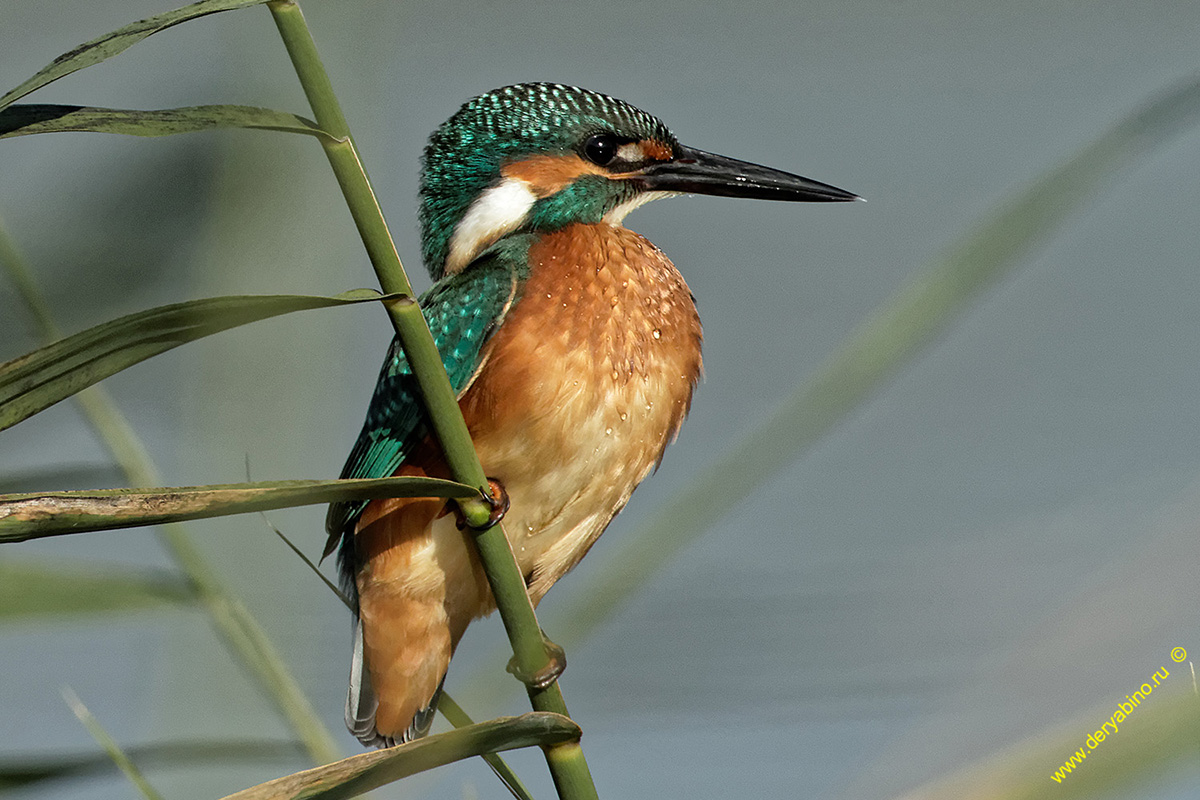  Alcedo atthis Common Kingfisher