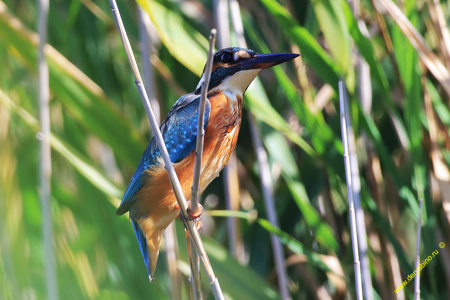  Alcedo atthis Common Kingfisher