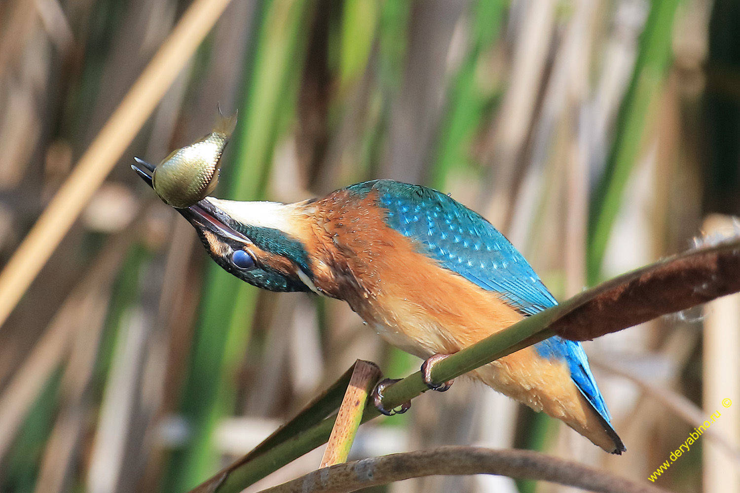  Alcedo atthis Common Kingfisher