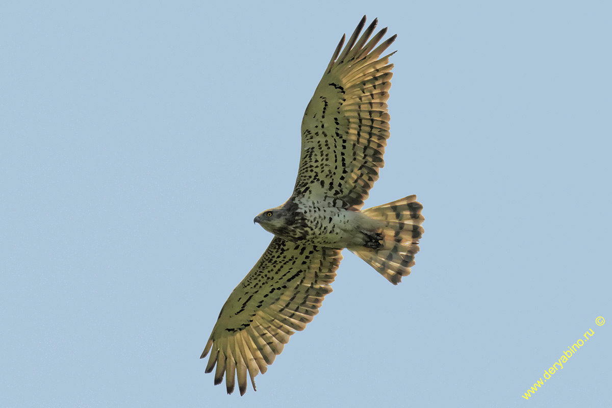  Circaetus gallicus Short-toed Snake Eagle