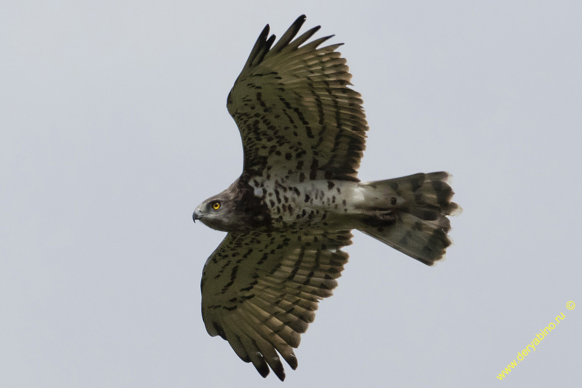  Circaetus gallicus Short-toed Snake Eagle