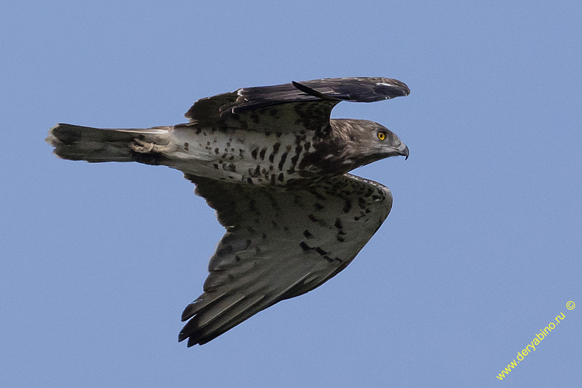  Circaetus gallicus Short-toed Snake Eagle