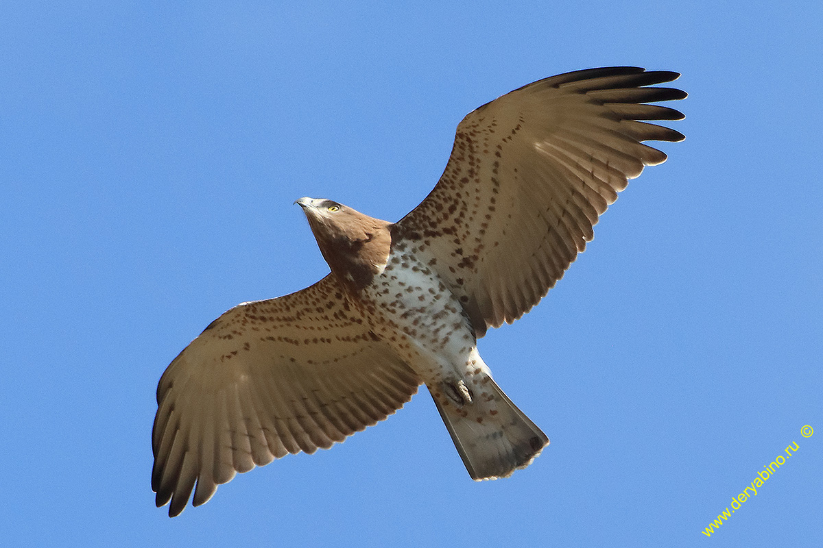  Circaetus gallicus Short-toed Snake Eagle