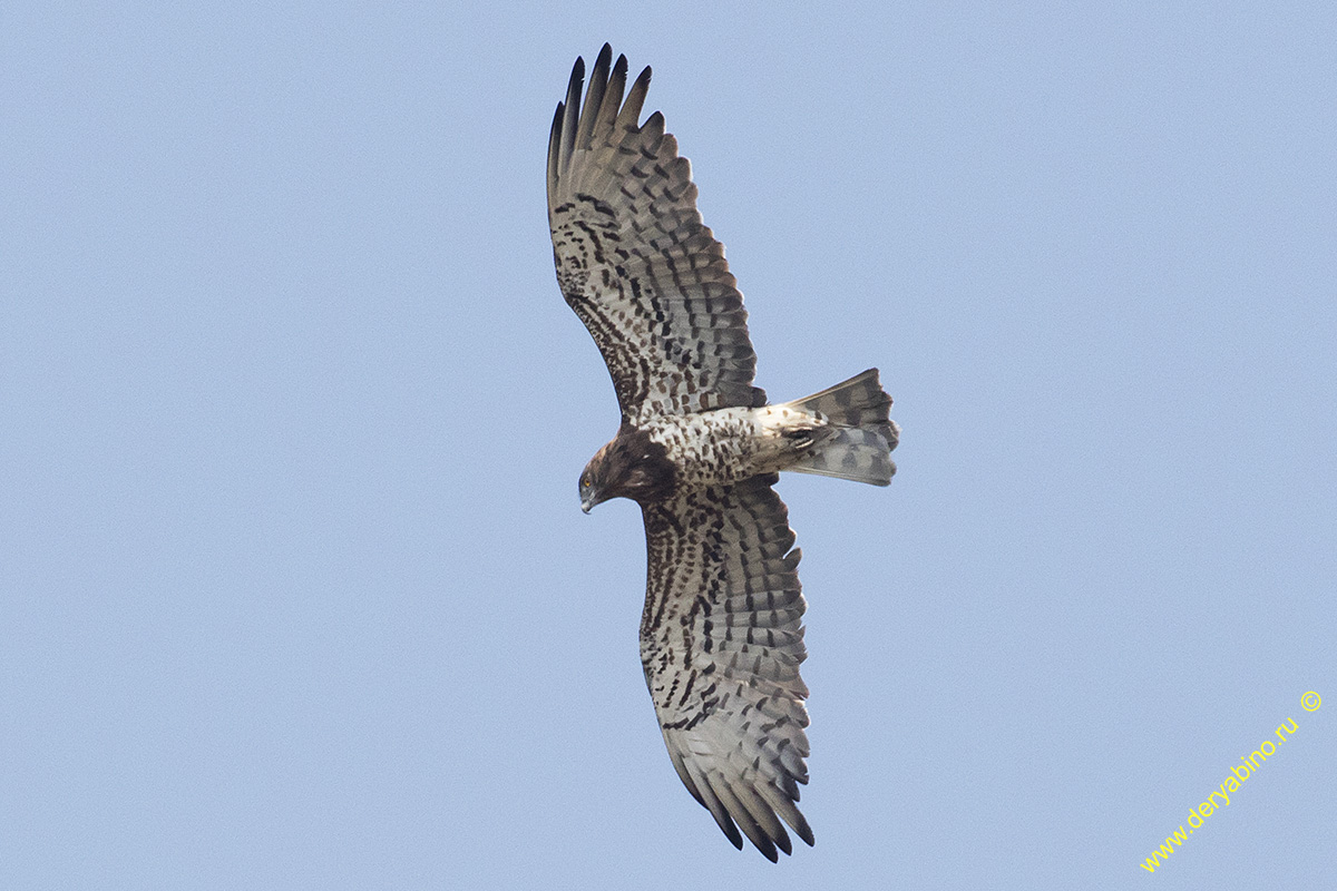  Circaetus gallicus Short-toed Snake Eagle