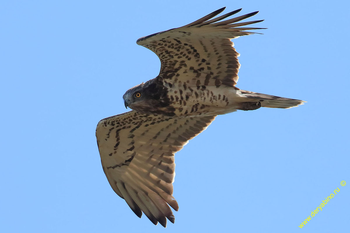  Circaetus gallicus Short-toed Snake Eagle