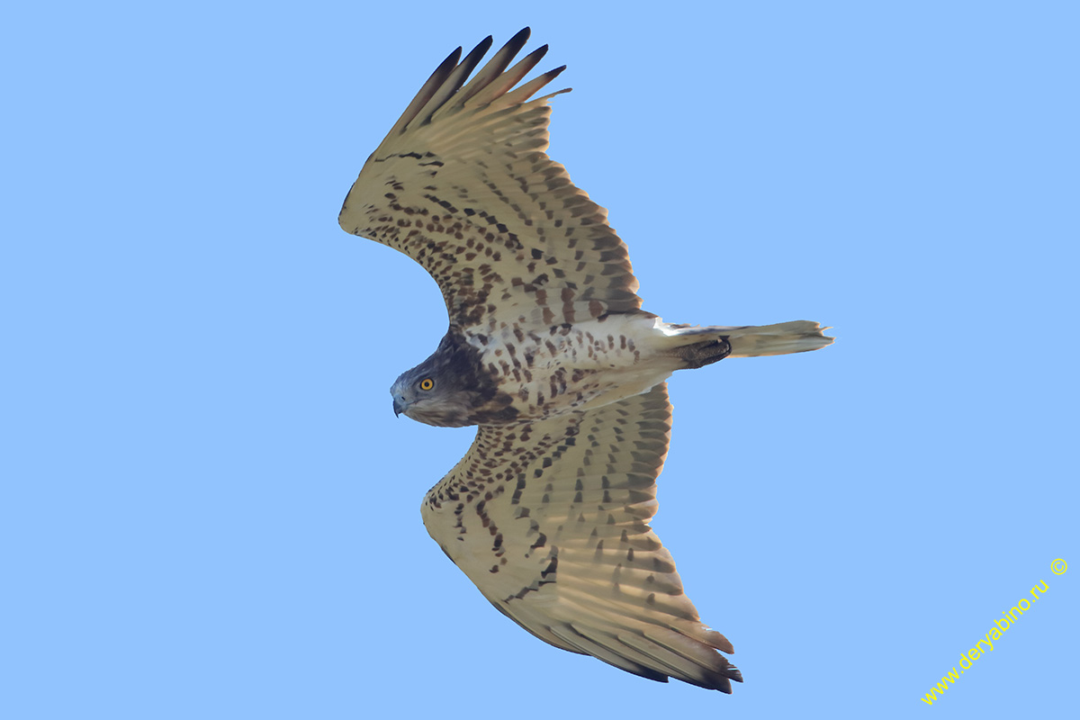  Circaetus gallicus Short-toed Snake Eagle