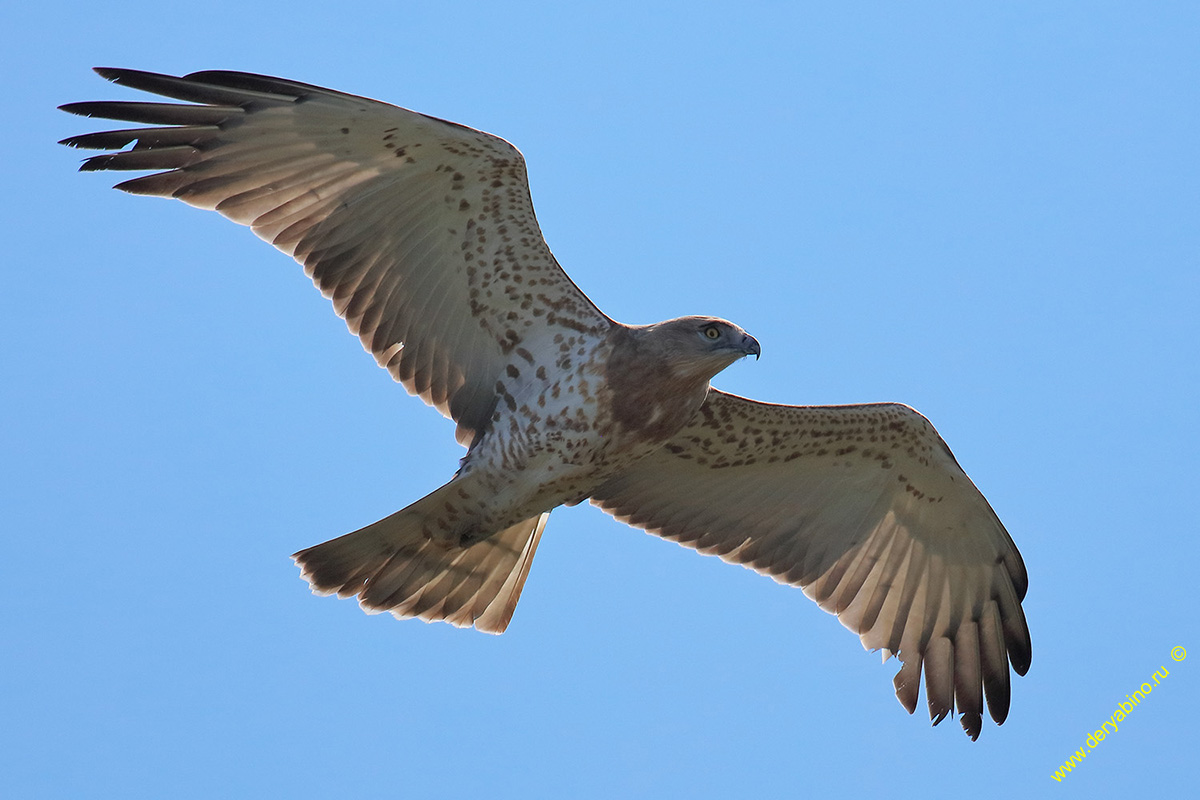  Circaetus gallicus Short-toed Snake Eagle