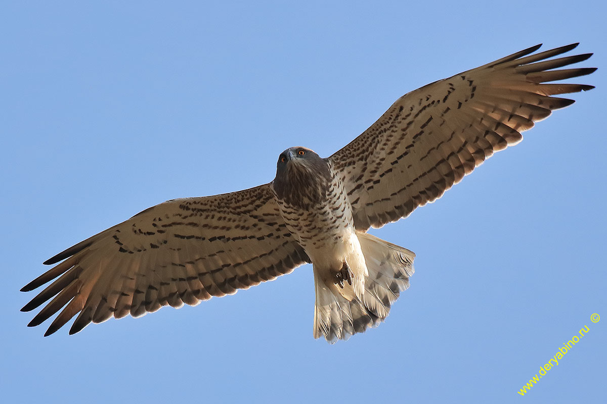  Circaetus gallicus Short-toed Snake Eagle