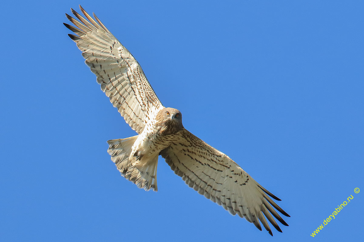  Circaetus gallicus Short-toed Snake Eagle