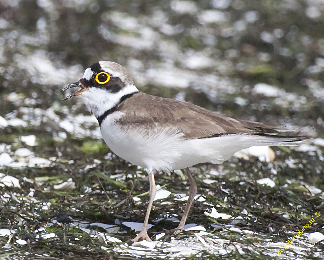   Charadrius dubius Little Ringed Plover