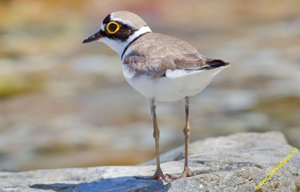   Charadrius dubius Little Ringed Plover