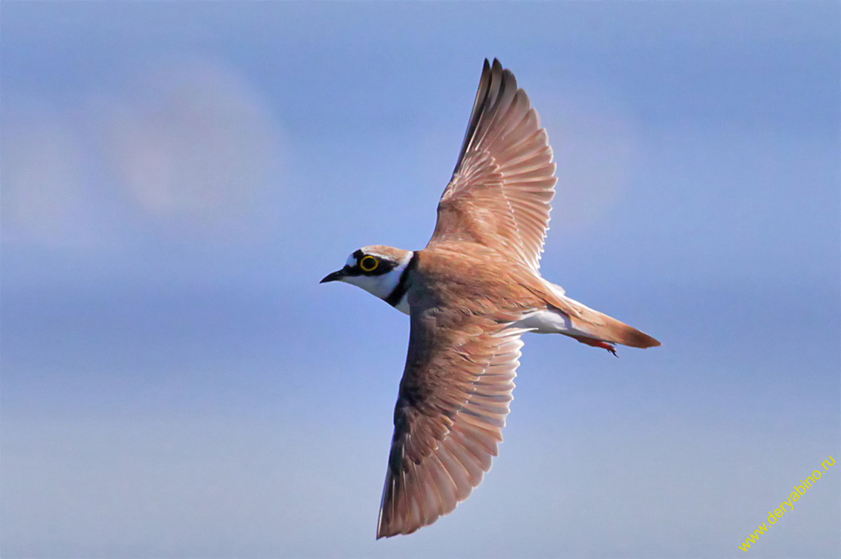   Charadrius dubius Little Ringed Plover