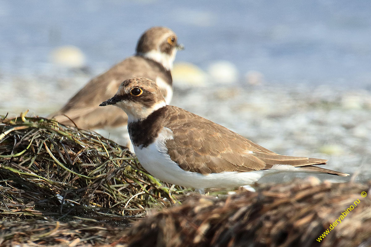   Charadrius dubius Little Ringed Plover