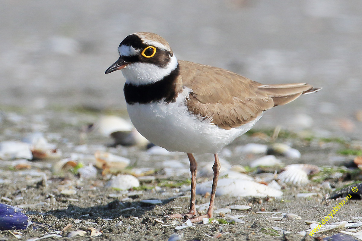   Charadrius dubius Little Ringed Plover