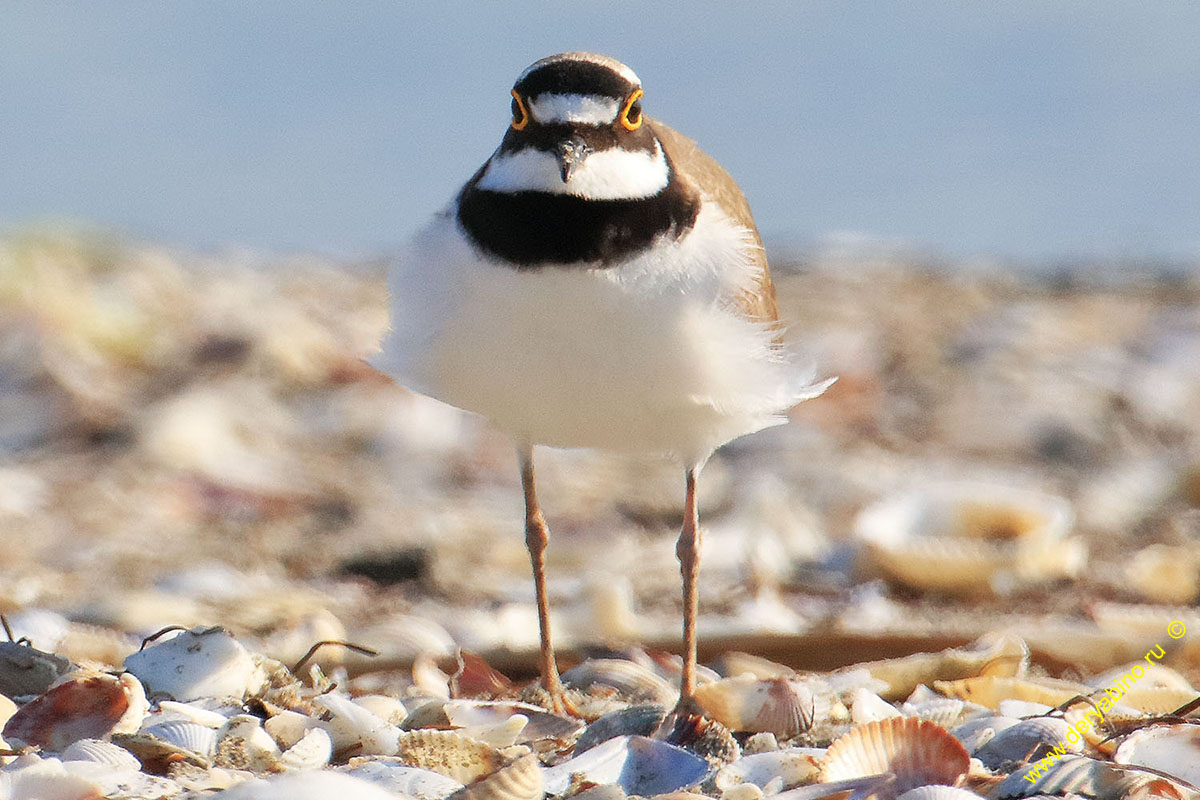   Charadrius dubius Little Ringed Plover