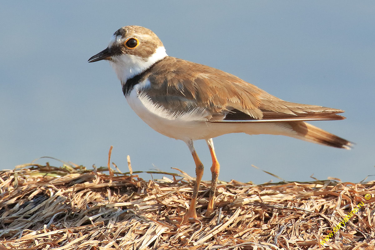   Charadrius dubius Little Ringed Plover