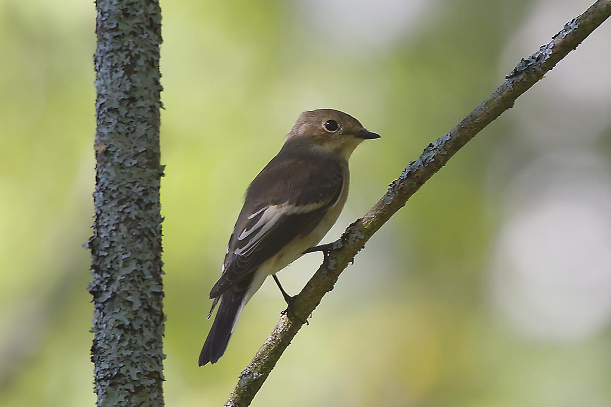  Fringilla coelebs Chaffinch