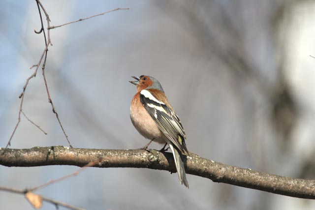  Fringilla coelebs Chaffinch