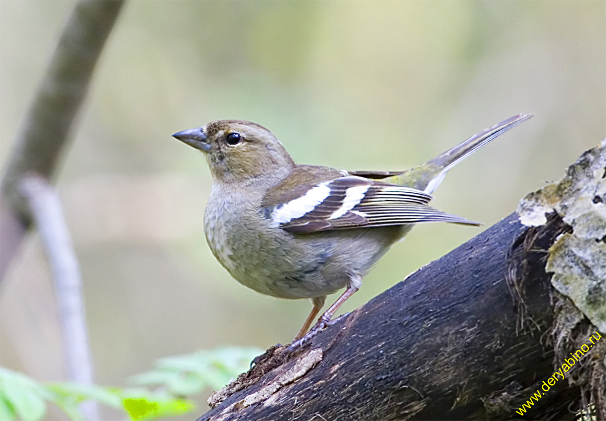  Fringilla coelebs Chaffinch