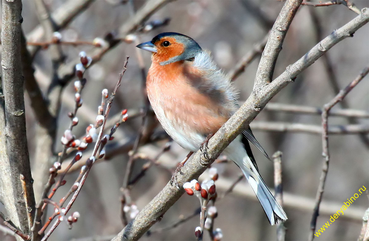  Fringilla coelebs Chaffinch