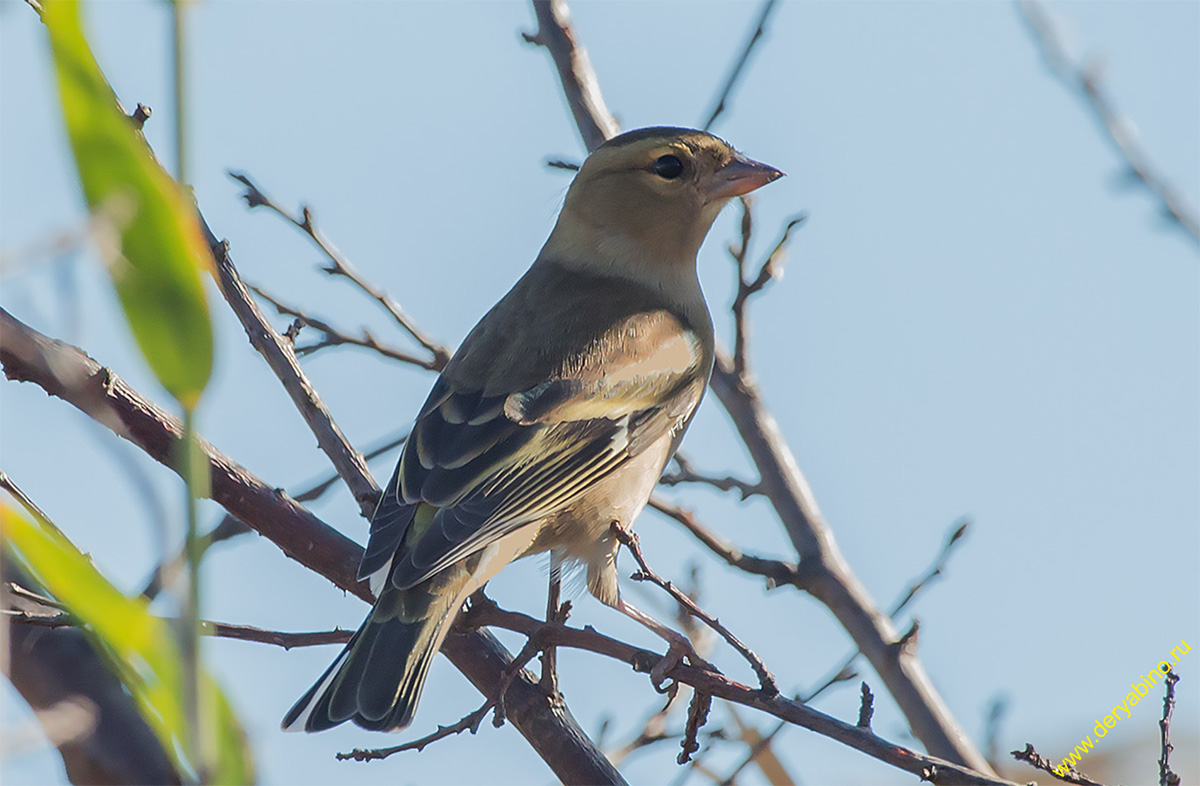  Fringilla coelebs Chaffinch